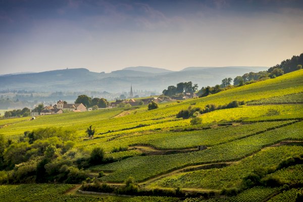 Ophorus Tours - Craft Your Burgundy Dream: Private Wine Tour Package with Expert Guide