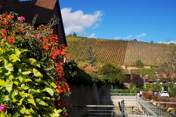 Ophorus Tours - Private Alsace Wine Tour from Strasbourg River Cruise Port