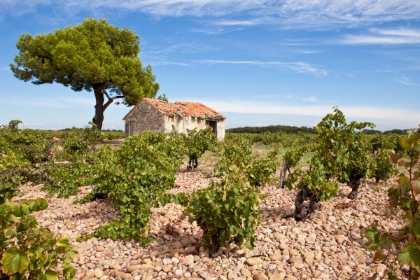 Ophorus Tours - Explore Rhône Valley Wines: Private Tour from Avignon to Châteauneuf-du-Pape