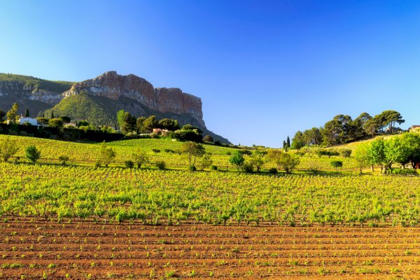 Ophorus Tours - A Taste of Provence Wine Tour : a half-day Vineyard Adventure