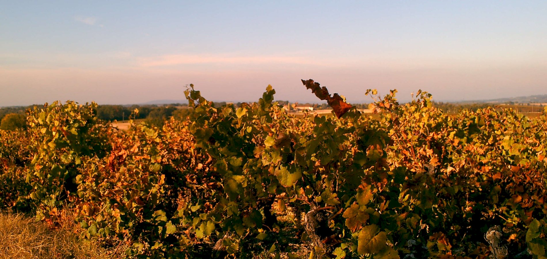 Ophorus Tours - Gaillac Wine Tour Small Group half-day Tour from Toulouse