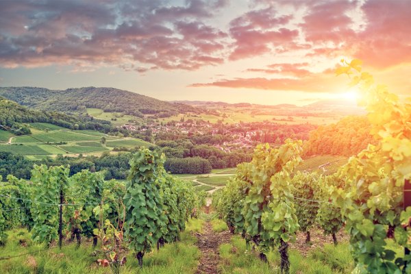 Ophorus Tours - Luxury Escape: Private 11-Day Tour of Champagne, Alsace & Burgundy
