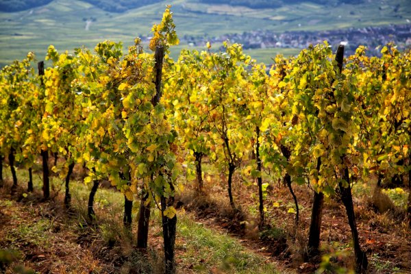Ophorus Tours - Alsace's Finest: Private Grands Crus Wine Tour from Mulhouse