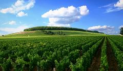 Ophorus Tours - Côte de Beaune & Côte de Nuits Full-Day Wine Tour for 2 – From Dijon