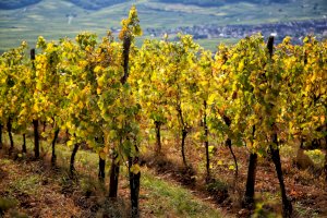 Ophorus Blog - Alsace Travel Guide: Wine Route, Villages & Christmas Markets (2026)