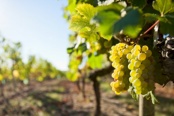 Ophorus Tours - Champagne Lover's Dream: Private Package with Exclusive Tastings & Cellar Visits