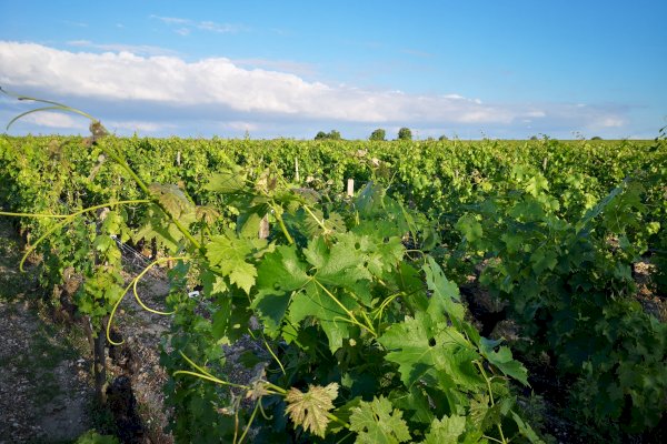 Ophorus Tours - From Pauillac Cruise Port Médoc Wine Tour Private Shore Excursion