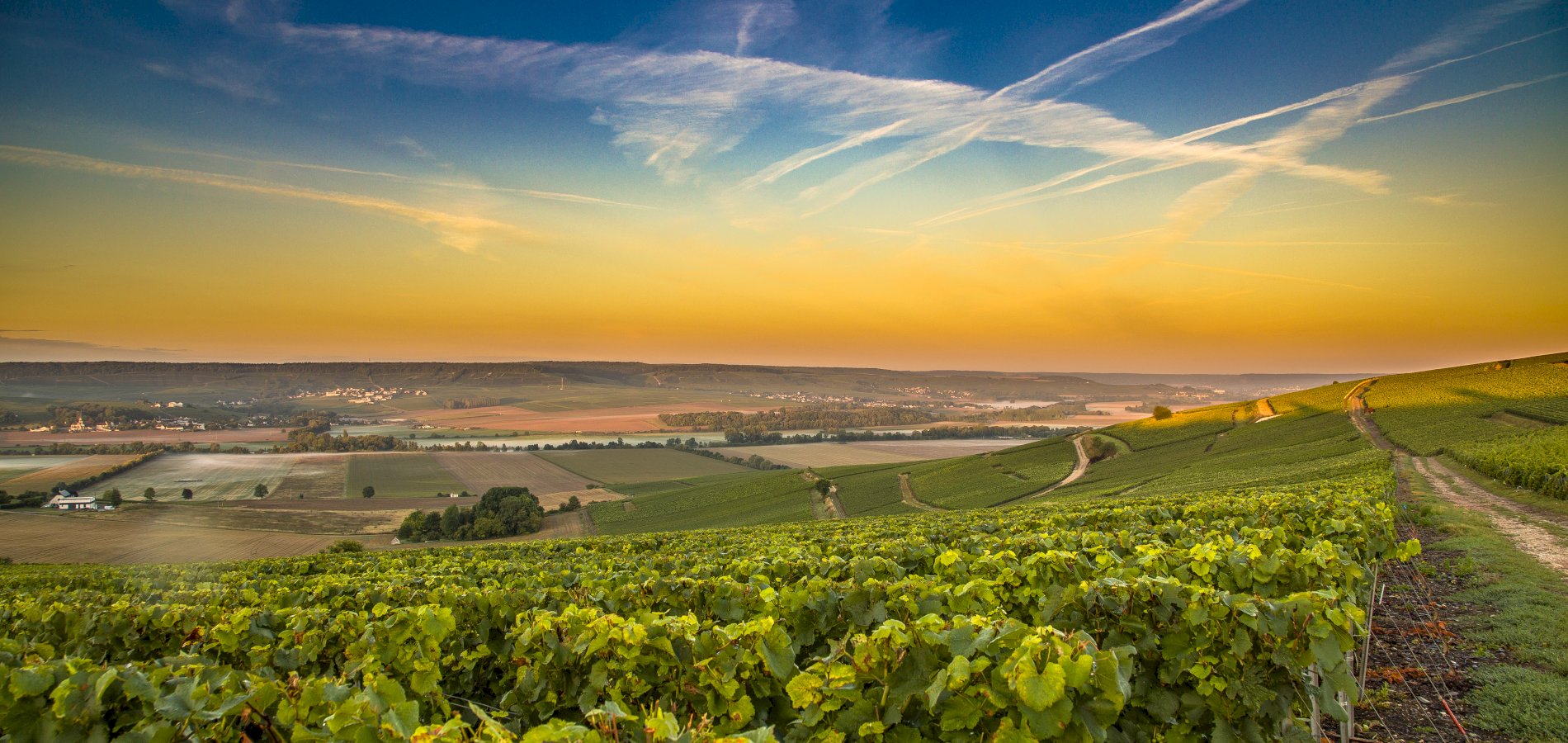 Ophorus Tours - Champagne