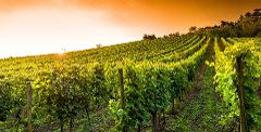 Ophorus Tours - Trémolat to Bergerac: Private Wine Tour in Dordogne