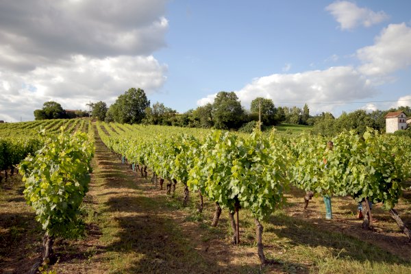 Ophorus Tours - Explore Gaillac Wines: Private Half-Day Tour from Toulouse