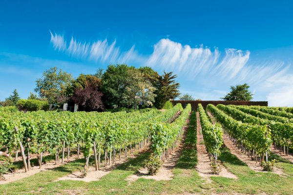 Ophorus Tours - Vouvray Vineyard & Tasting Tour – Private Half-Day from Tours