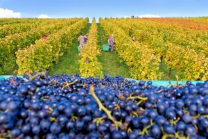 Ophorus Blog - 2025 Harvest Season in France : A New Chapter in French Wine