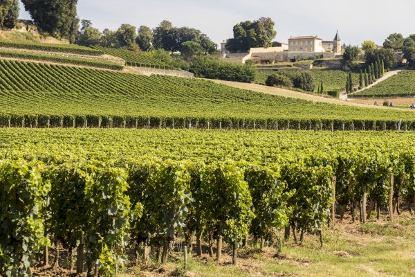 Ophorus Tours - Wine Lover's Escape to Saint-Emilion: Private Half-Day Shore Trip
