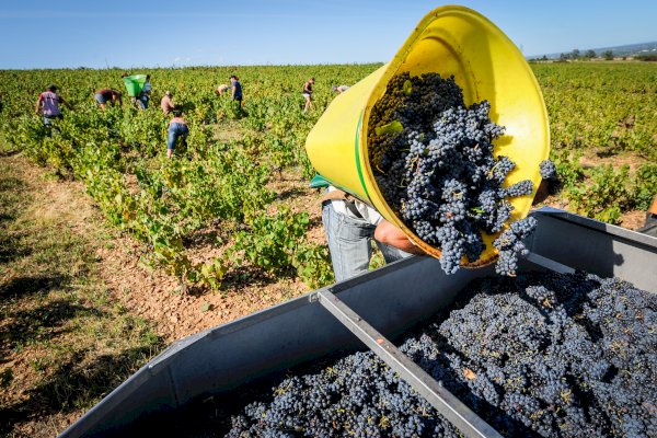 Ophorus Tours - Northern Rhône Gems: Syrah & Viognier Half-Day Tour from Lyon
